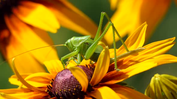 Locust Grasshopper