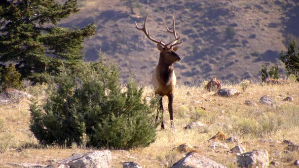 Bull Elk keeping watch on hillside