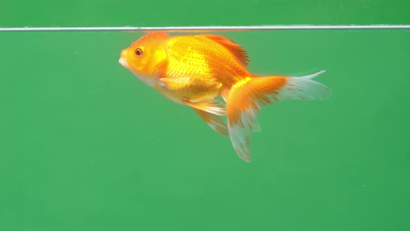 Gold Fish On Green Screen Background