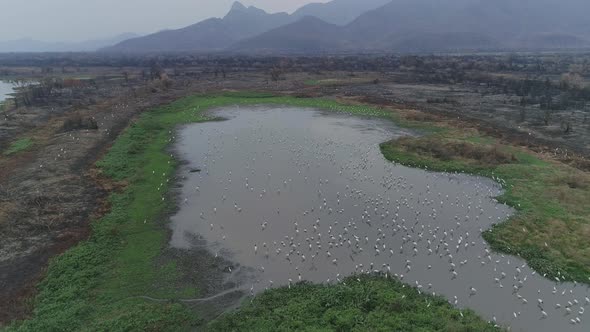 Lagoon full of cranes in Pantanal Brazil after wildfire