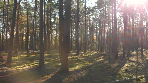 Moving sideways in a beautiful forest on a bright sunny day.