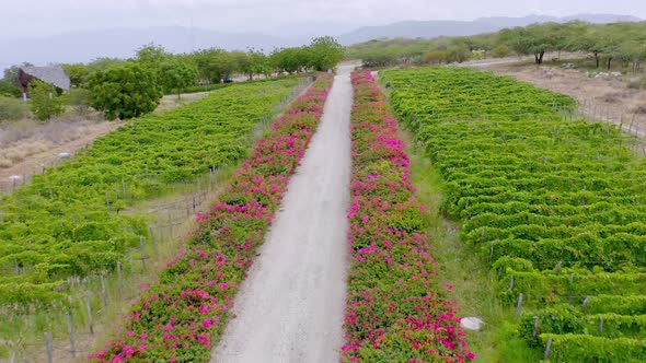 Caribbean vineyard at Bahia de Ocoa bay in Dominican Republic. Aerial forward pov