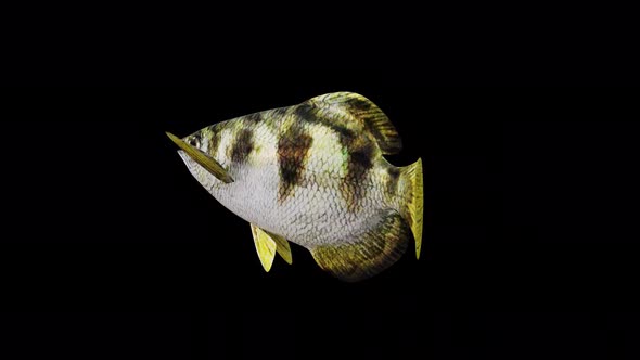 Archerfish View From Back Side