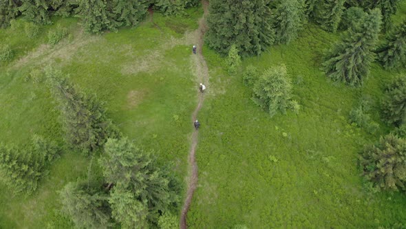 Top View Aerial Drone Flight Over People Walking Along a Forest Path