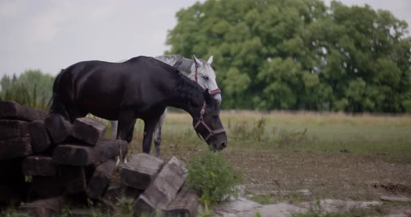 Woman Riding Horse on Farm. Recreation - Woman Walking with Horse