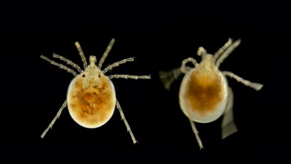 Mite Hydrachnidia Under the Microscope