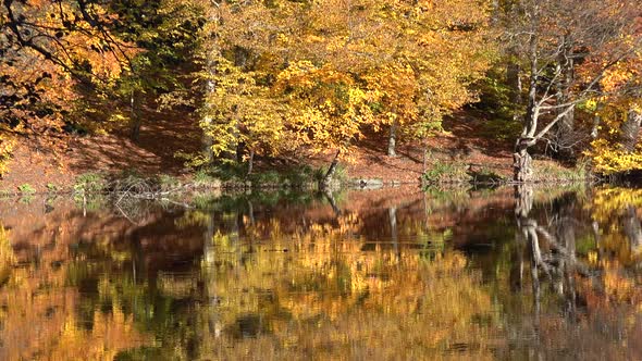 Reflection of Autumn Colors on the Lake Surface in the Fantastic Calm Forest