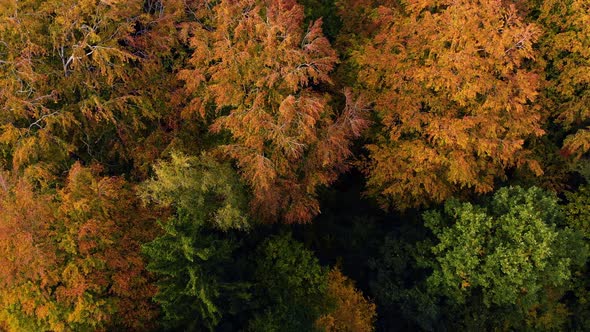 Beautiful autumn park forres trees tops from above 