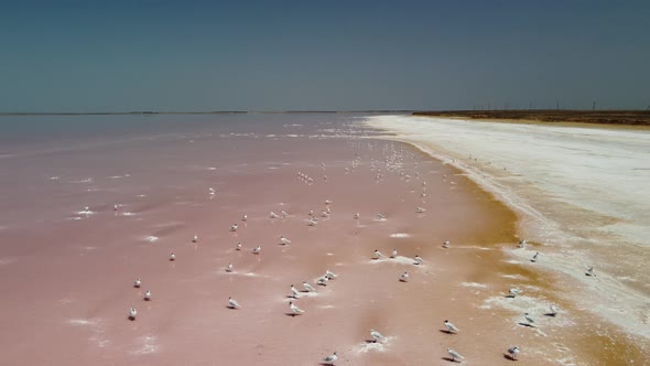 Flying Over Seagulls at Pink Salt Lake