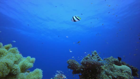 Blue Water Coral Reef Fish