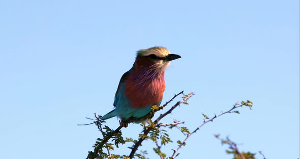 Bird Lilac-brested roller, Etosha, Namibia safari and wildlife