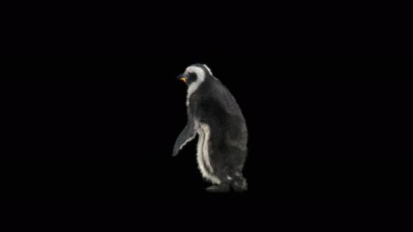 82 Penguin Dancing 4K
