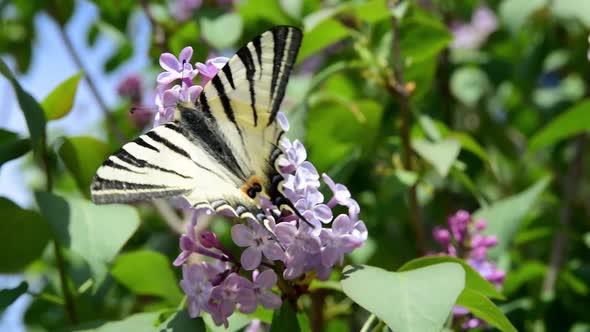 Butterfly on pink flower