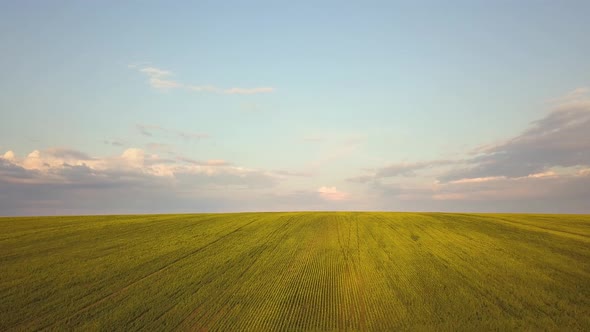 Aerial View of Bright Green Agricultural Farm Field with Growing Rapeseed Plants and Cross Country