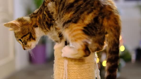 Little Striped Red and Grey Kitten Plays with the Ball on the Top of Scratching Post in Christmas