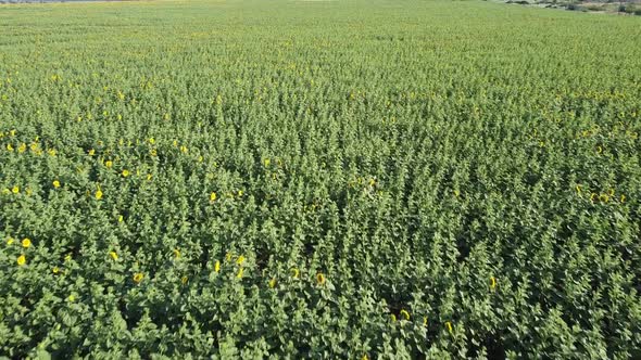 Aerial drone view of a flying over the sunflower field