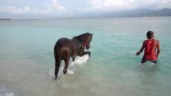 Horseman Walking His Handsome Stallion to Swim in the Sea Summer on the Island Farm Animal Ranch