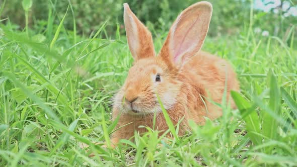 Cute Adorable Red Fluffy Rabbit Sitting on the Green Grass Lawn in the Backyard