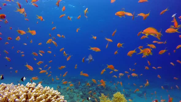 Underwater Colorful Tropical Fishes And Beautiful Corals