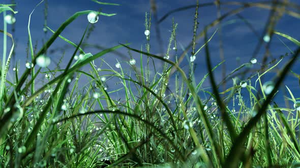 Dew Drops on Green Grass