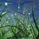 Dew Drops on Green Grass - VideoHive Item for Sale