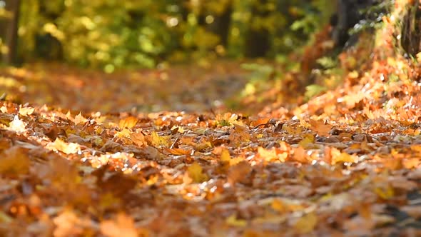 Autumn Road