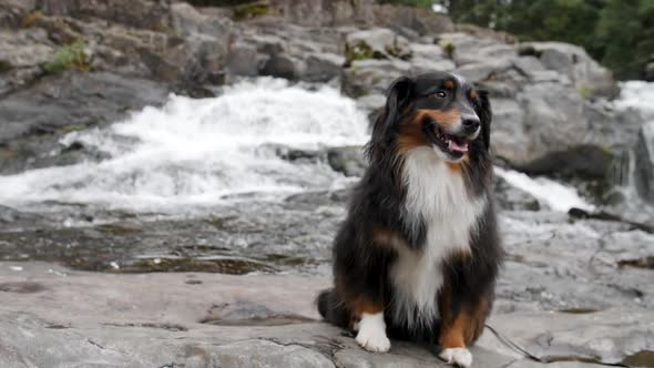 A smiling mini Australian Shepherd sitting with rushing water in the background.