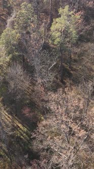 Vertical Video of a Beautiful Forest in the Afternoon Aerial View