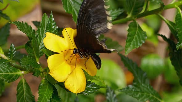 Butterfly on Yellow Flower