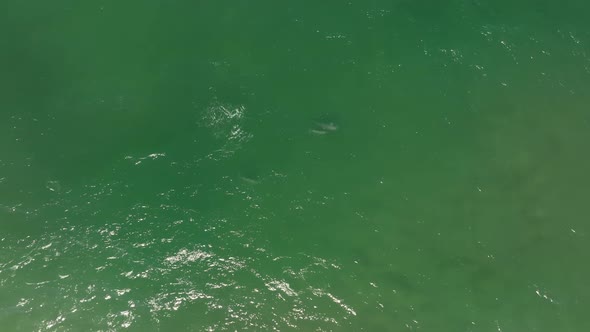 Aerial overhead tracking dolphins swimming along seaside coast