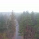 Black Car On A Foggy Forest Road - VideoHive Item for Sale