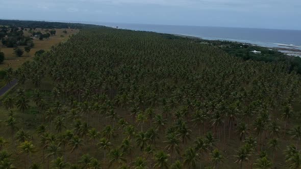 Aerial view of a large village palm plantation growing near the coastline of a remote tropical islan