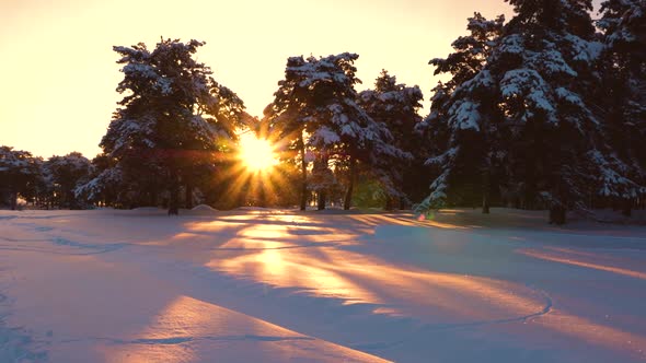 Fabulous Sunbeams Shine Through Snowy Pine, Spruce Trees. Beautiful Christmas Winter Forest at