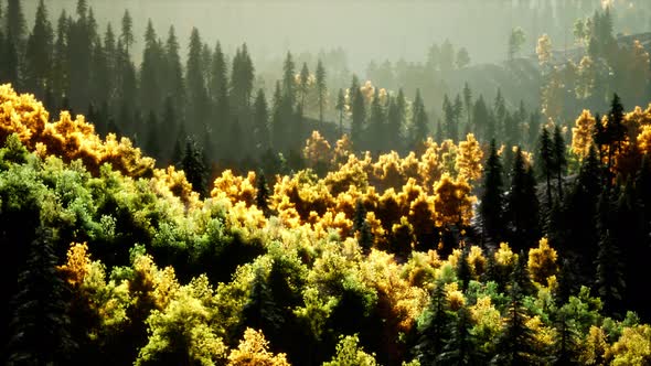 Bright Sunset in the Mountains with Forest