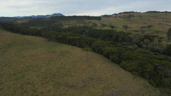 Parana Pine Trees