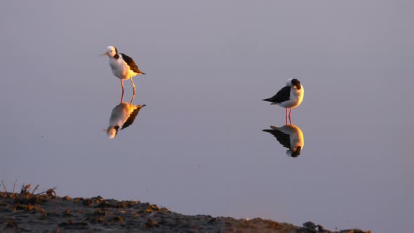 Pied stilt birds in pond during migration season in New Zealand at golden hour