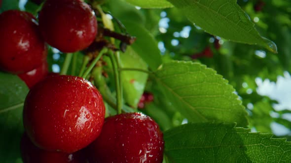 Wet Red Cherry Hanging Branch Closeup