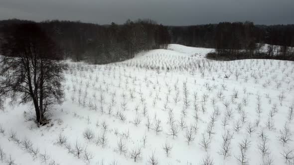 Pskov a Winter Field with Apple Trees Removed From the Air From a Drone