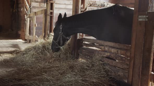 A Sorrel Unsaddled Horse in a Stable Stall Is Eating Fresh Hay. Beautiful Sunlight.