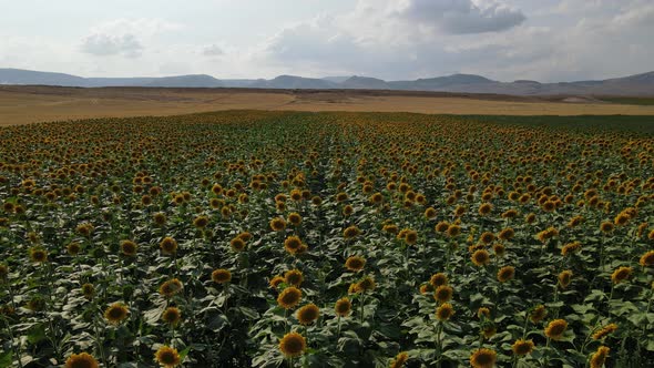 Wind Sunflower Cloud Plain Landscape