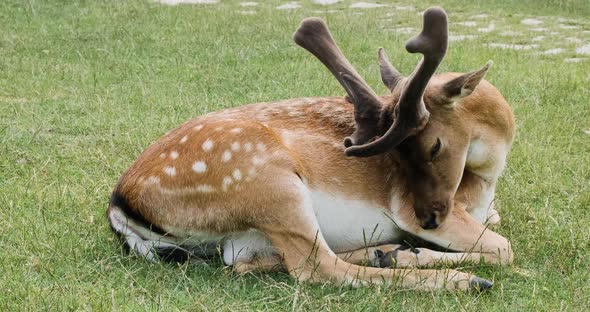 Closeup Sika Deer with Antlers Lick Fur on Green Meadow in Summer National Park