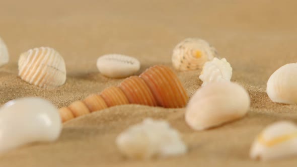 Different Sea Shells on Beach Sand, Rotation, Close Up