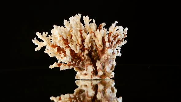 Marine Coral, Black, Rotation