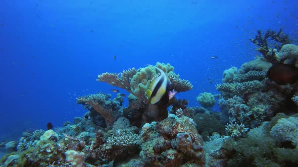 Colourful Tropical Fish and Corals