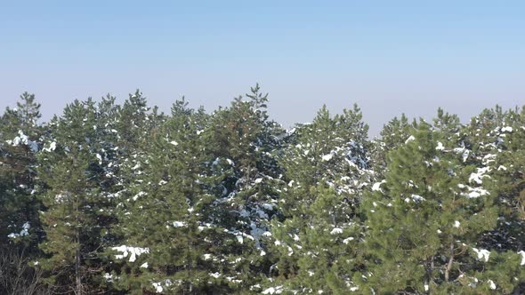 Snow on pine tree forest under blue sky 4K drone video