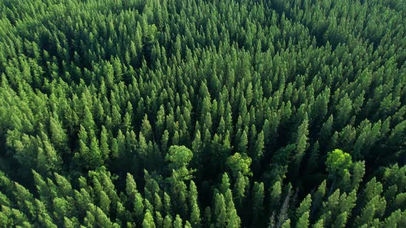 Aerial view from drone over pine forest. 4K