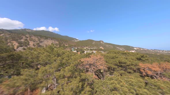 Large Green Pine Trees Grow on Hilly Slopes with Houses