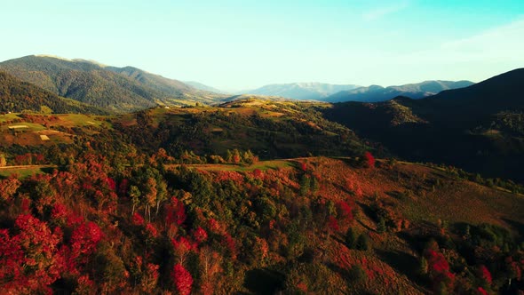 Colorful autumn trees forest on mountain range in light sunset sunshines