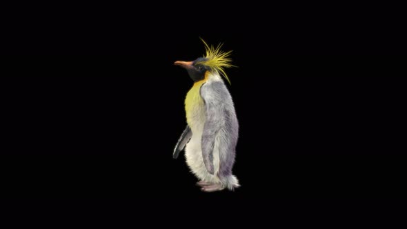 Penguin Dancing 4K