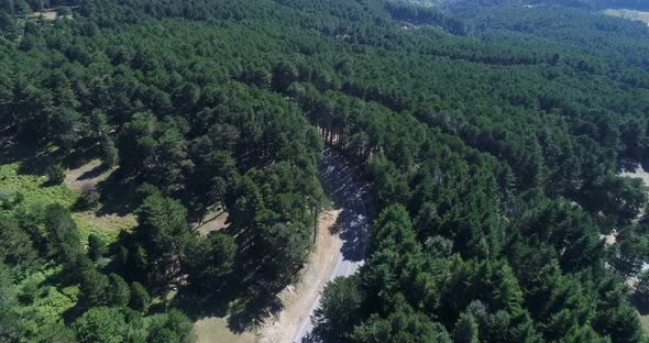 Forest Aerial View